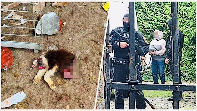 Bild: zVg, Krone KREATIV