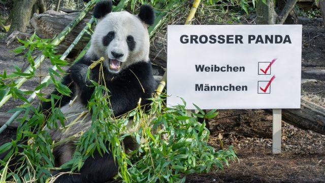©APA/TIERGARTEN SCHÖNBRUNN/DANIEL ZUPANC