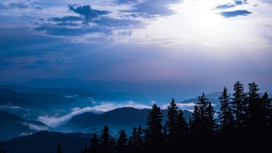 النمسا الان الاخبارية