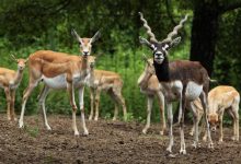 Vladimir Wrangel - stock.adobe.com