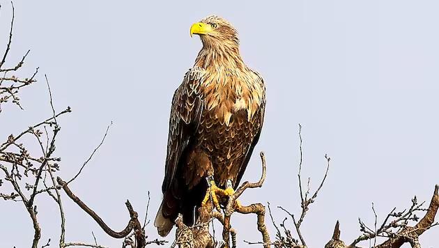 artfoto(c)manfred.falb