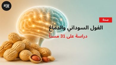 رسم توضيحي لفول سوداني ودماغ مضيء مع عبارة دراسة على 31 مسناً